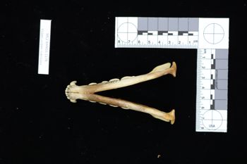 Media type: image;   Mammalogy BANGS-1178 Description: Image of skeleton specimen - ventral view. ventral view of mandible.;